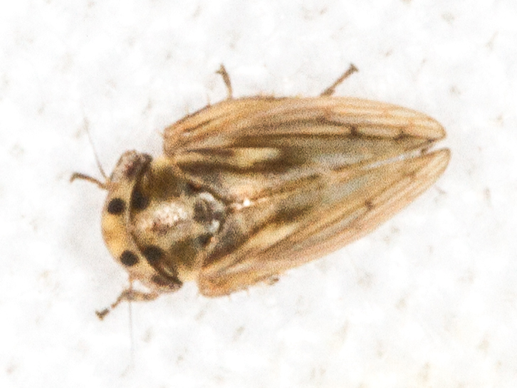 Anaceratagallia ribauti